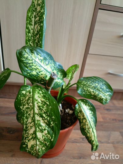 Цветок диффенбахия