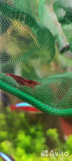 Креветки Амано и Вишни аквариумные