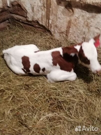 Домашние бычки отпоенные и на молоко