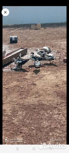 Индоутки козлы