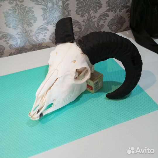 Череп барана