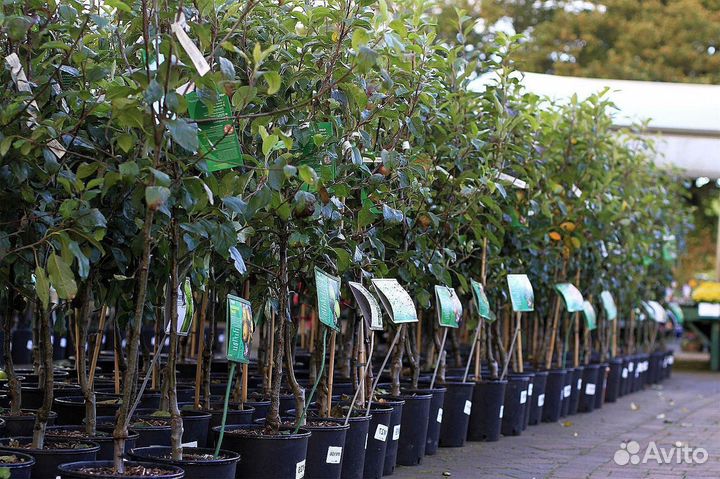 Плодовые деревья районированные