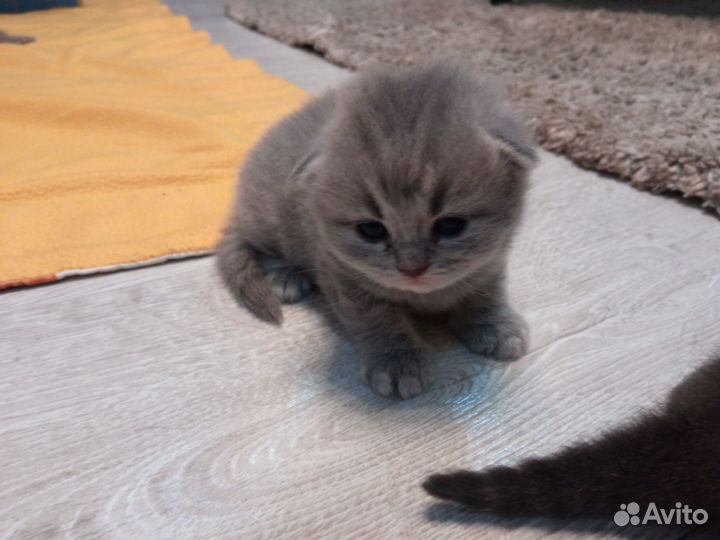 Продажа шотландских котят