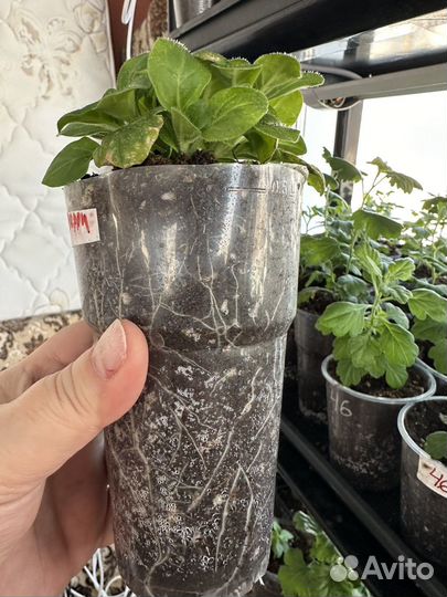 Маточники петунии тайдал, опера