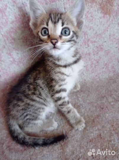 Котенок бенгальсеий