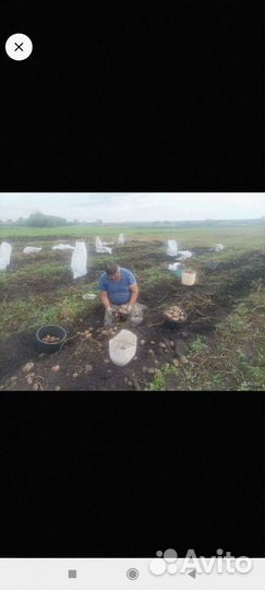 Картофель выращен без химии в деревне на огороде