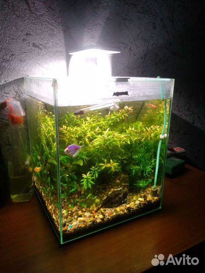 Аквариум