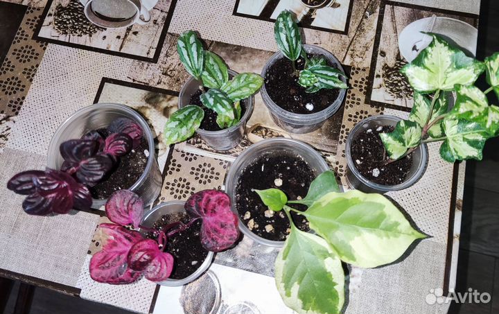 Цветы сингониум пилея пеллиония ирезине плющ