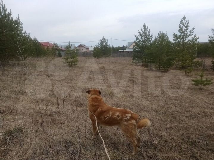 Участок 40 сот. (ИЖС)