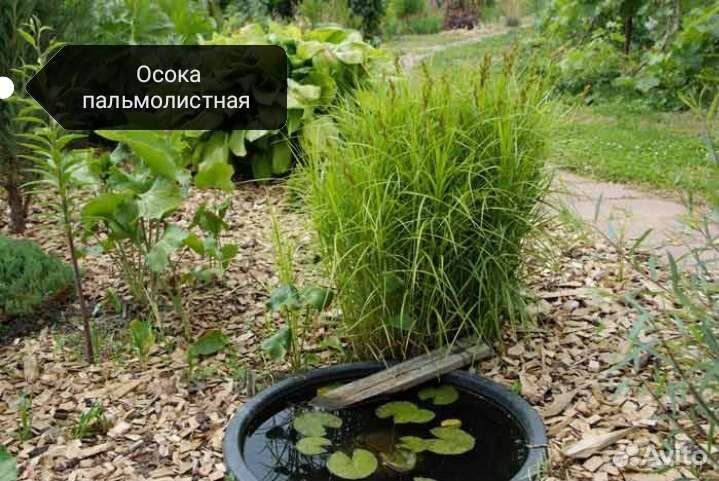 Садовые цветы
