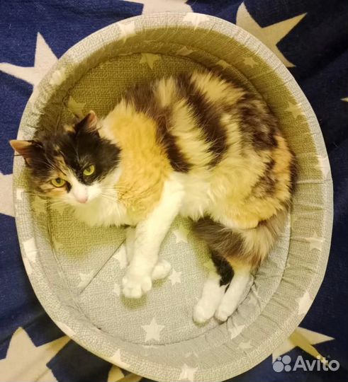 Трехцветная кошка