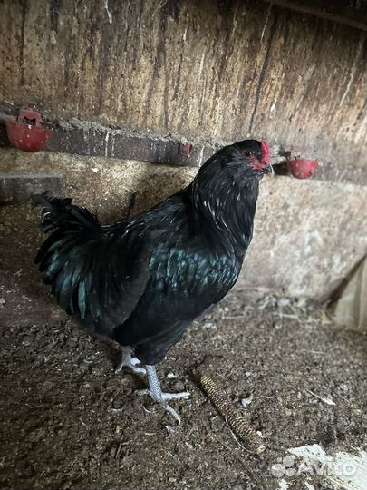 Петух амераукана, суссекс