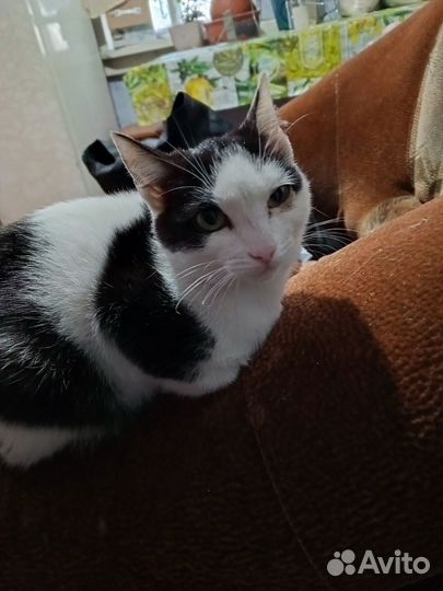 Кошки в добрые руки бесплатно