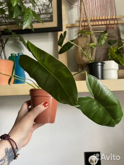 Филодендрон бурле макс вариегатный