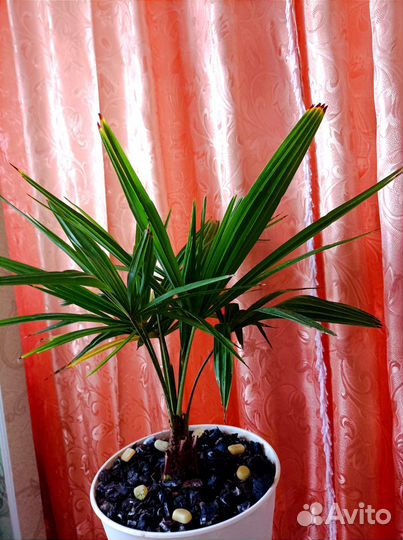 Пальма Трахикарпус