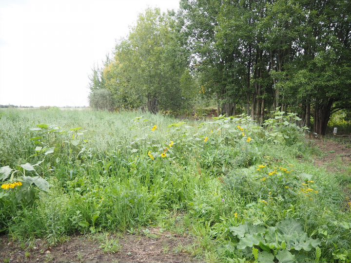 Участок 10 сот. (ИЖС)