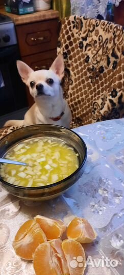 Вязка кобель чихуахуа (случка)