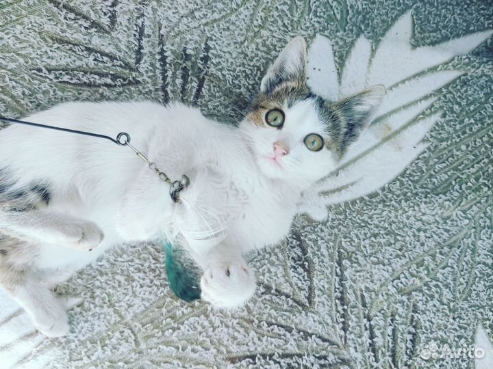 Котенок в добрые руки