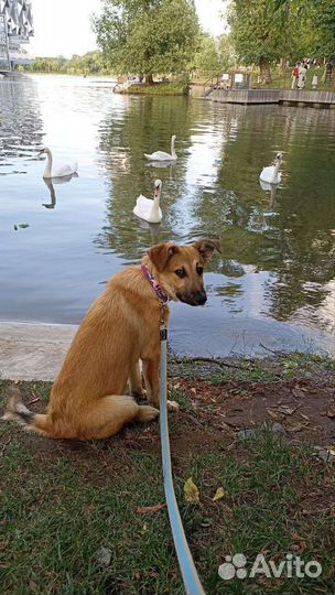 Собачка в добрые руки