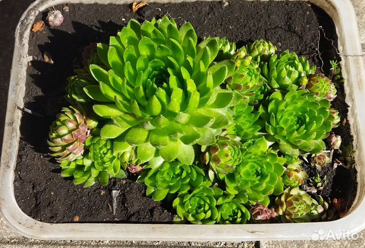 Молодило каменная роза