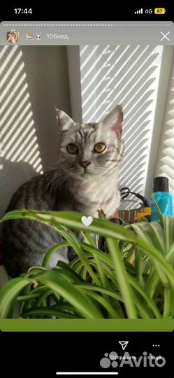 Британский кот Мирон