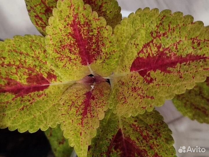 Колеусы укорененные