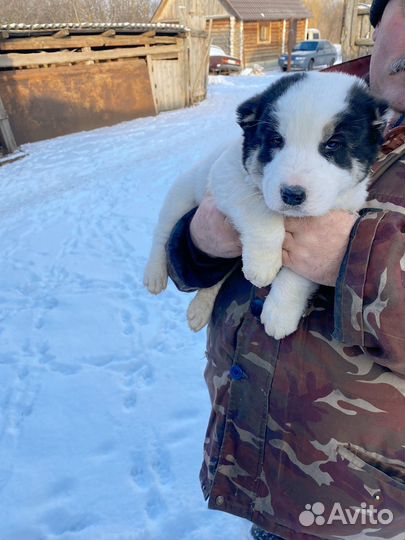 Щенки сао алабай