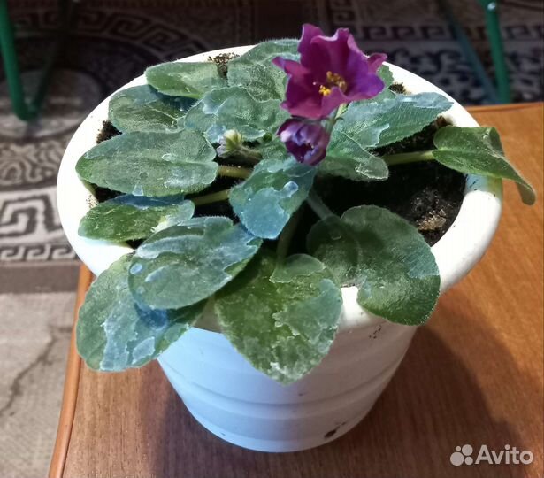 Узамбарская фиалка фиолетового цвета