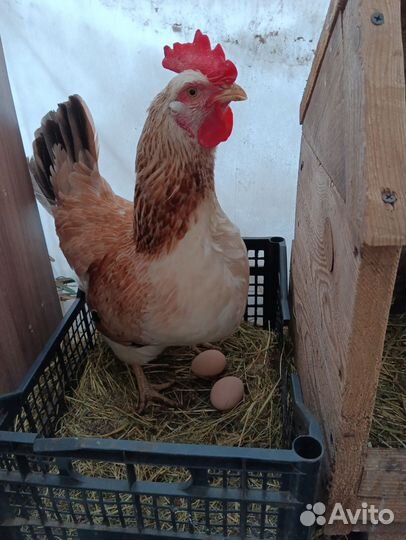 Инкубационное яйцо породных кур