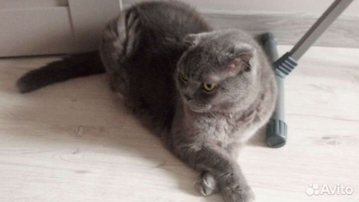 Британский вислоухий кот