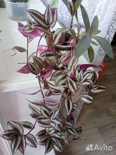 Траденсканция