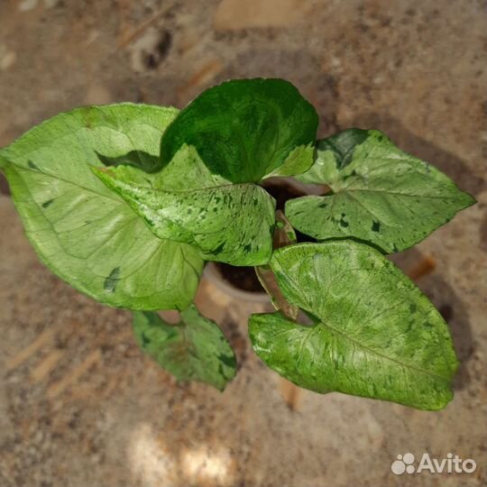 Сингониум клубничный лед,серый призрак