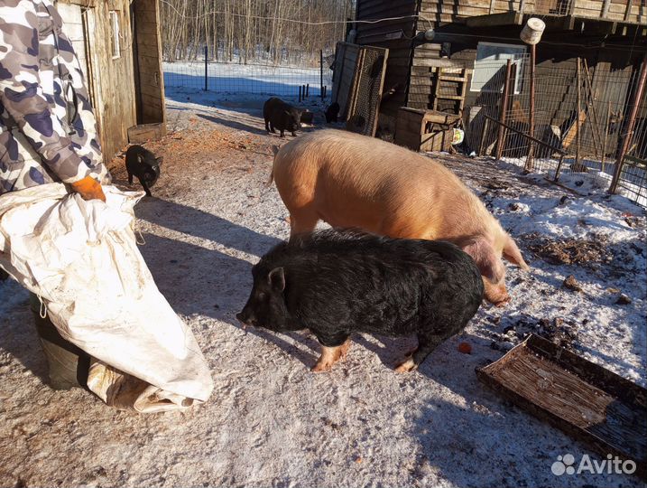 Вьетнамский хряк