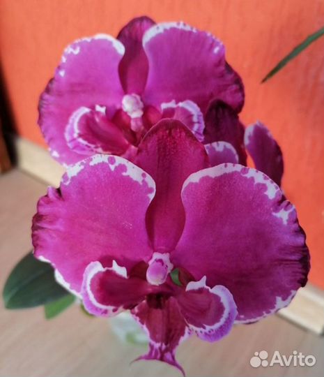 Орхидея фаленопсис