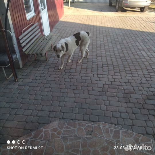 Алабая в хорошие, добрые руки