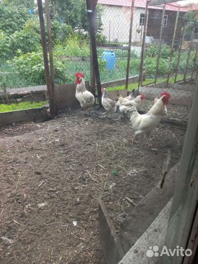 Распродаём хозяйство, куры разных пород