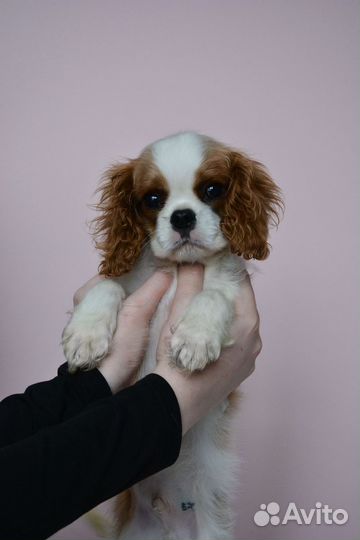 Мальчик Кавалер Кинг Чарльз спаниель