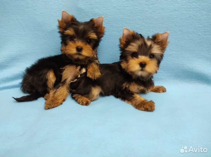 Самые красивые