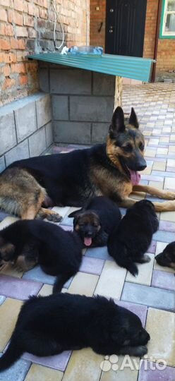 Щенки немецкой овчарки