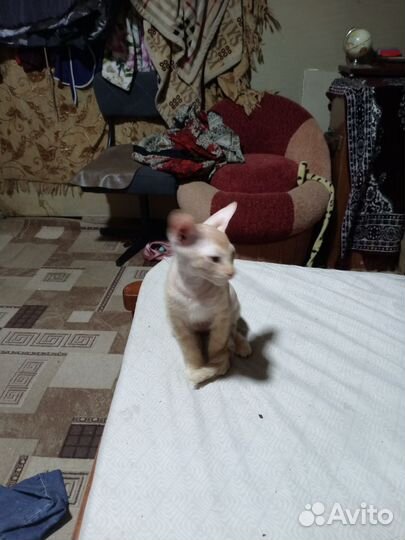 Донской сфинкс кошка