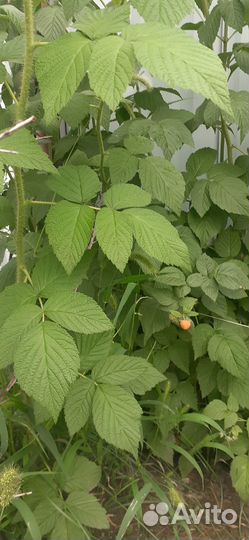 Ягода жёлтой малины саженцы