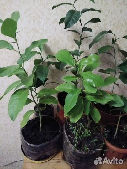 Лимонное дерево