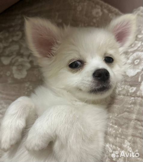 Щенок чихуахуа