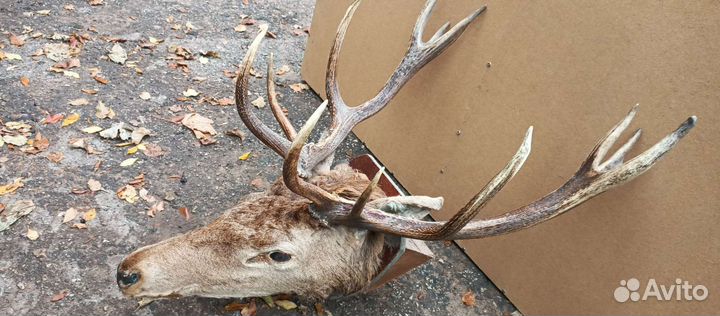 Чучело, цена за одну