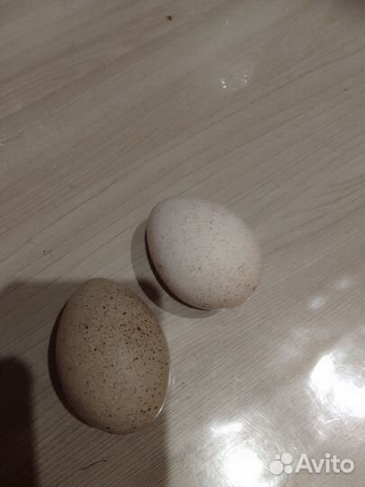 Яйцо домашнее