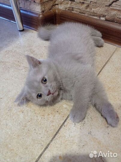 Британские лиловые котята