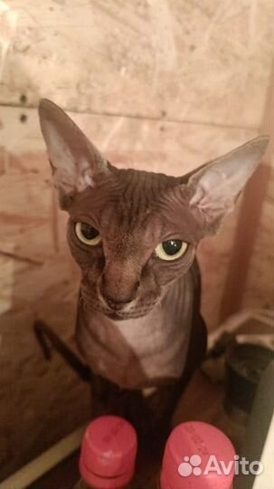 Кошка сфинкс