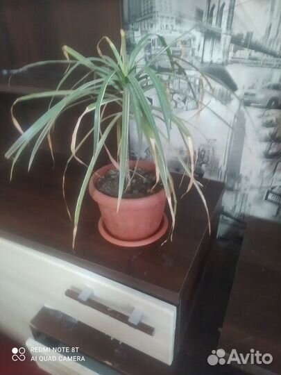 Пальма драцена