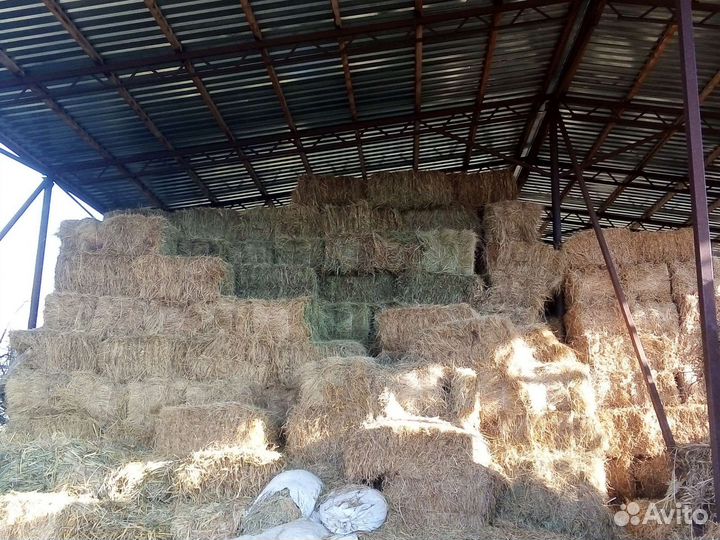 Сено люцерны в тюках