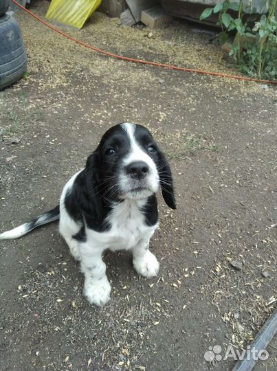 Щенки спаниель